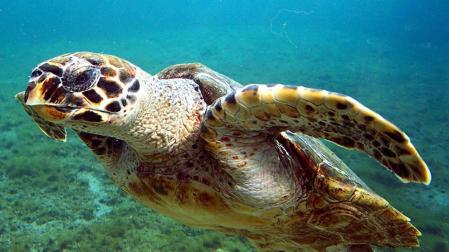 Extraen ADN de productos de carey para combatir la caza furtiva de tortugas