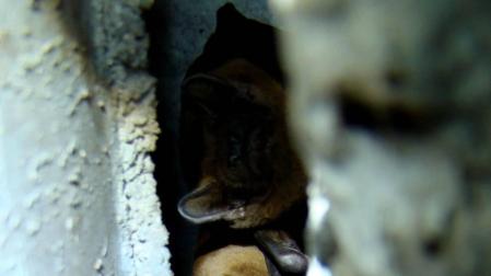 El nóctulo mediano ('Nyctalus noctula'), una especie navarra en peligro