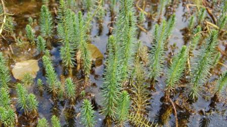'Hippuris vulgaris', una especie navarra en peligro