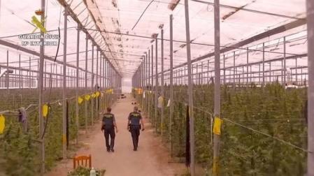 Desmantelan una red de cultivo de marihuana en Almería y Alicante
