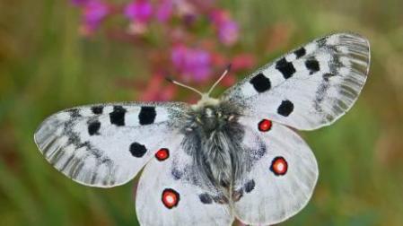 La mariposa Apolo.