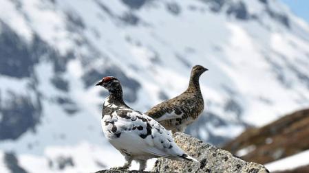 'Lagopus muta pyrenaicus', la perdiz nival, una especie navarra en peligro