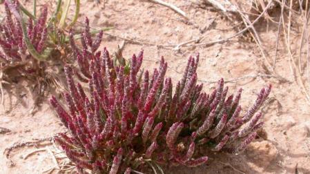 Una planta Microcnemum coralloides coralloides