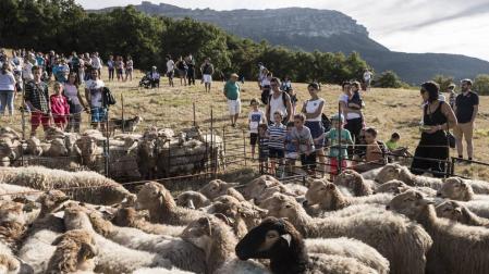 El 'Artzai Eguna' de Uharte Arakil reconocerá la labor de las pastoras