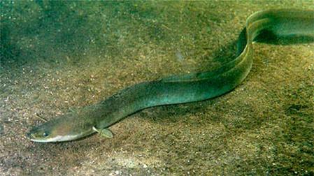 'Anguilla anguilla', la anguila europea, una especie navarra en peligro