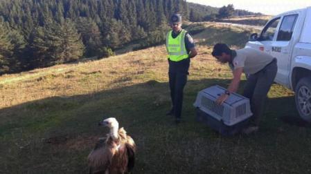 Rescatada una cría de buitre en la carretera NA-140 (Isaba-Ustarroz)