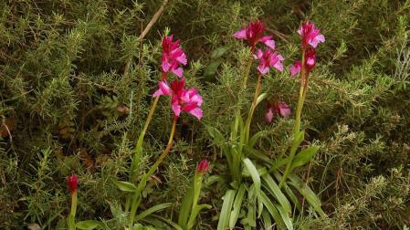 Plantas de Orchis papilionacea.