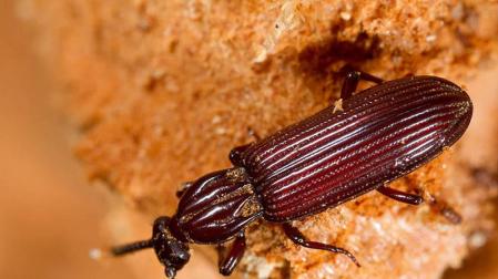 'Rhysodes sulcatus'