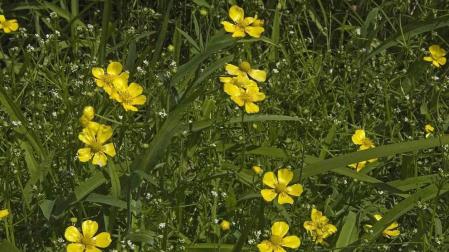 Plantas de la especie Ranunculus lingua.