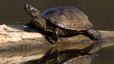 'Emys orbicularis', el galápago europeo, una especie navarra en peligro