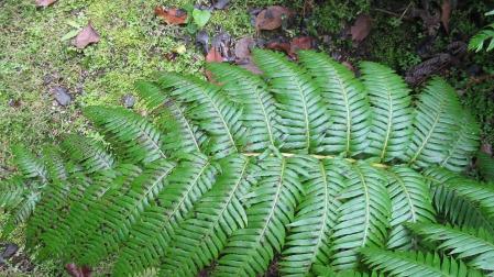 Una hoja de Woodwardia radicans.