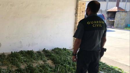Intervienen 25 plantas de marihuana en Peralta