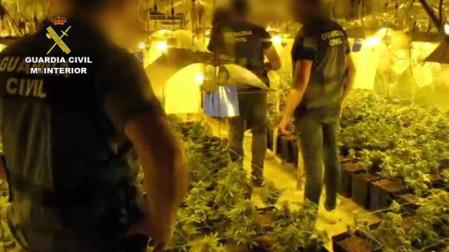 23 detenidos en una operación contra el tráfico de marihuana en Andalucía