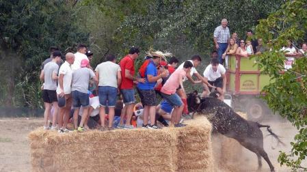 Fotos de la traída de vacas por el río Alhama en Cintruénigo