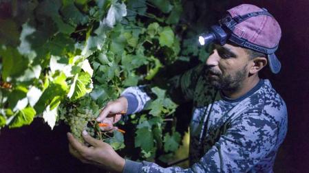 Todas las fotos de la vendimia nocturna de uva chardonnay que se realizó en la Finca Albret en Cadreita