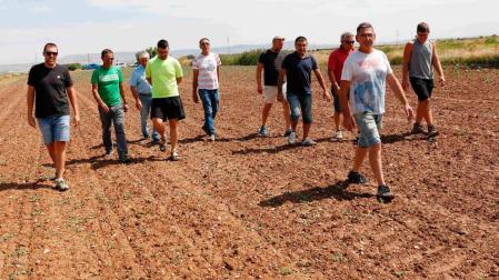 Agricultores de Ribaforada denuncian daños de los conejos en sus cultivos