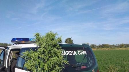La Guardia Civil interviene cinco plantas de marihuana en unos campos de Buñuel