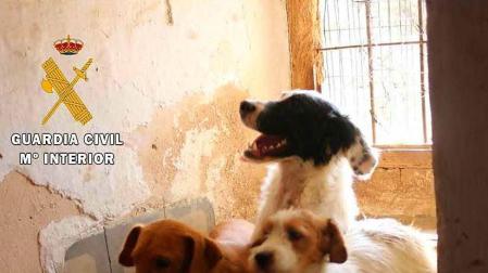 Investigadas dos personas en Lodosa que poseían tres perros en malas condiciones