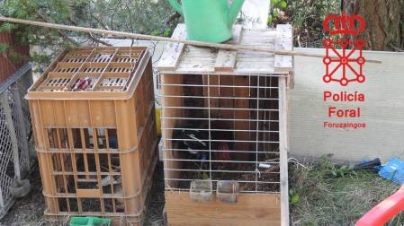 Cuatro de los gallos se encontraban con las crestas y barbillas mutiladas y dos de ellos con la parte superior del pico cortado