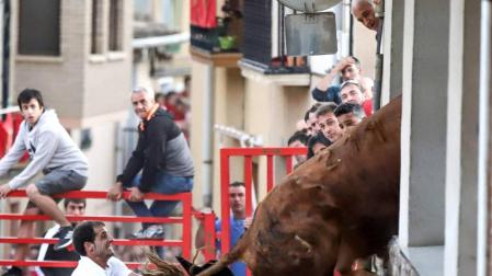 Un toro, a punto de acceder a una casa de Milagro por la ventana