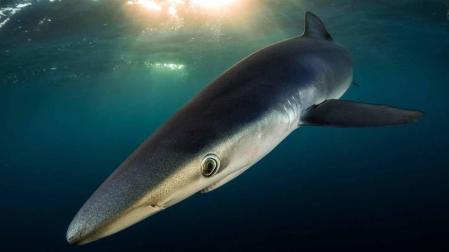 Con sus imágenes, Isaías Cruz busca sensibilizar sobre estos animales en peligro de extinción