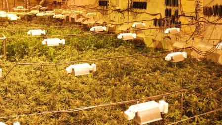 Tres detenidos, dos imputados y 5.830 plantas de marihuana intervenidas en Navarra