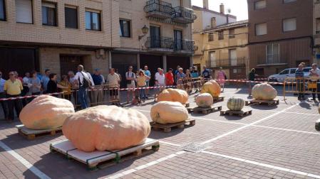 Septiembre regala la singular Feria de Calabazas Gigantes de Navarra