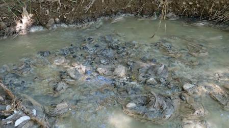 Imagen cedida por Gurelur de vertidos en el río Alhama, a la altura de Corella