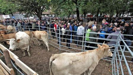 Elizondo recibirá a 30 ganaderías en el certamen de raza pirenaica