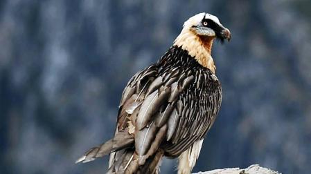 ¡Pájaro a la vista!