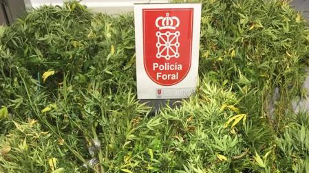 La Policía Foral se incauta de 10 plantas de marihuana en un campo de Irurtzun