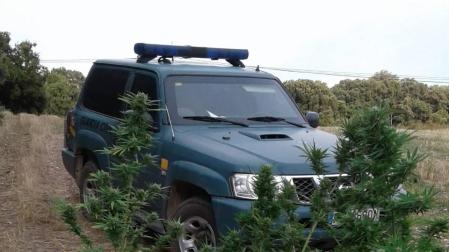 Incautadas 10 plantas de marihuana en terrenos públicos de Ayegui, Artavia y Eulate