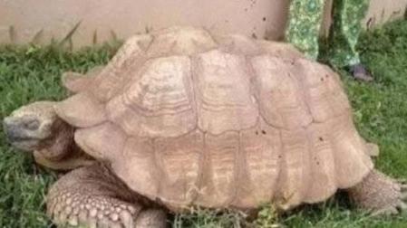 Muere a los 344 años Alagba, la tortuga más vieja de África