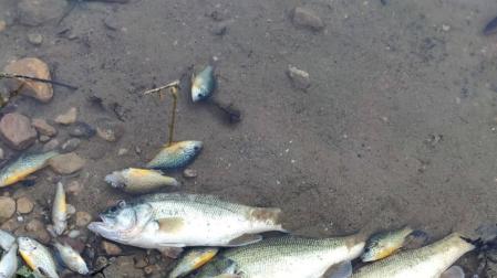 Nuevo caso de “muerte masiva” de peces en La Estanquilla de Corella