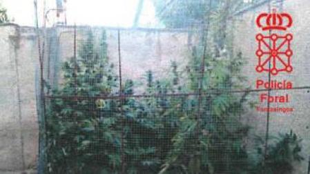 Una patrulla acude a atender un accidente y encuentra una plantación de marihuana