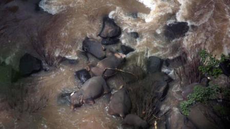 Hallan 11 elefantes muertos en una cascada tailandesa