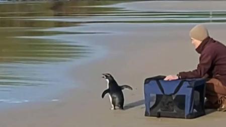 El pingüino que sobrevivió tras nadar 2.500 km