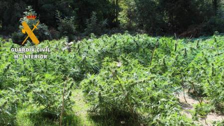 Incautadas 320 plantas de marihuana listas para su venta cerca de Lizoáin