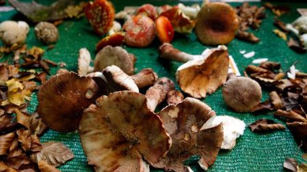 Los hongos y setas, fuentes de "umami" y de longevidad