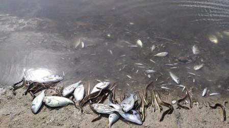 Aparecen miles de peces y crustáceos muertos en el Mar Menor por la gota fría