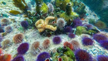 Una científica española, galardonada en Australia por su lucha ecologista