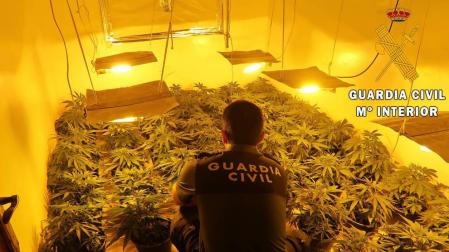 Una detenida con un cultivo de 900 plantas de marihuana y 68 enganches ilegales