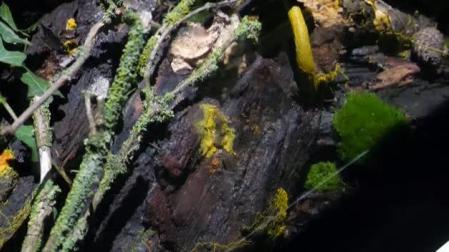 El "blob", la extraña masa amorfa, llega al zoo de París