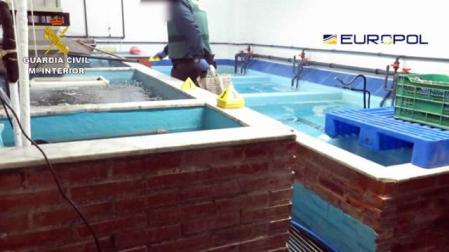 Diez detenidos por tráfico de angulas en Guipúzcoa, Madrid y Asturias