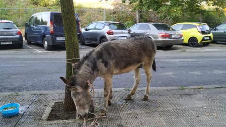 Policía Municipal de Pamplona encuentra un burro en el barrio de San Jorge