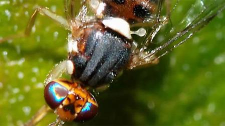 Hemos encontrado a los bichitos que se comen a la mosca que amenaza los olivos