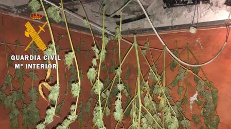 Intervenidos 3 kilos de marihuana en dos actuaciones en Azagra y Milagro