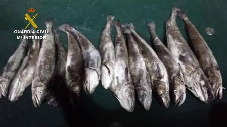 Denuncian a tres pescadores deportivos por pescar 52,800 kilos de merluza