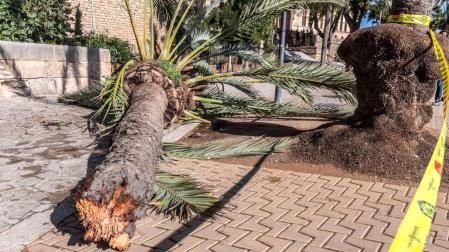 Fallece una mujer tras caerle una palmera por el fuerte viento en Palma