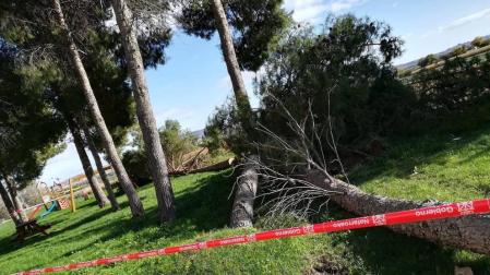 El viento derribó dos árboles en Ribaforada, en un parque tras la urbanización de la calle Campoamor.